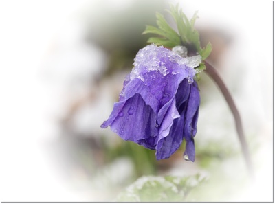 anemone im schneeregen