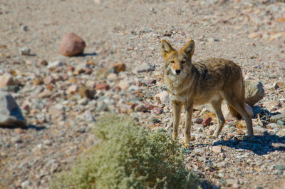 Coyote (not ugly)