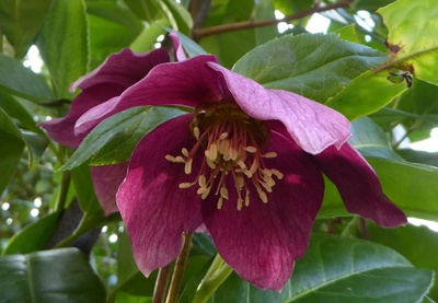 In die Blüte der Christrose hineingeschaut.