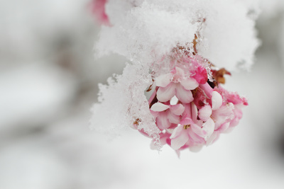 Blühender Schneeball mit Schnee