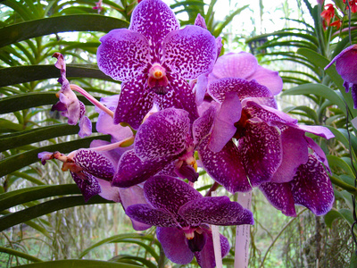 Orchideen 1