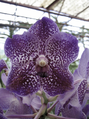 Orchideen 4