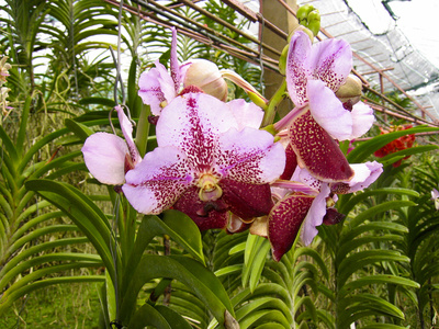 Orchideen 7