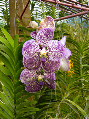 Orchideen 9