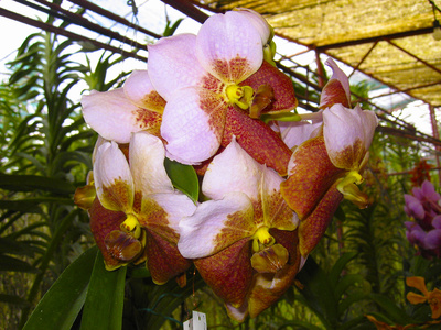 Orchideen 10
