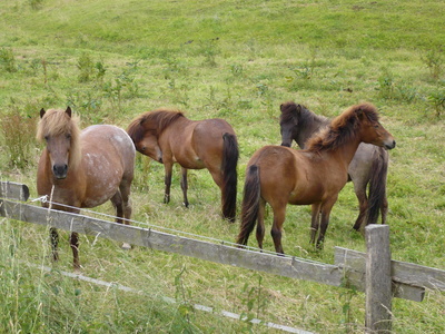 Pferde  im  Sauerland