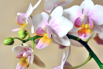 orchideenblüten