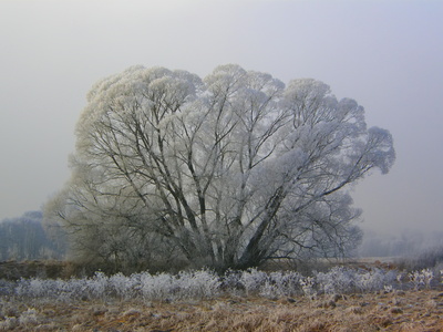 Winterlandschaft , Anfelden