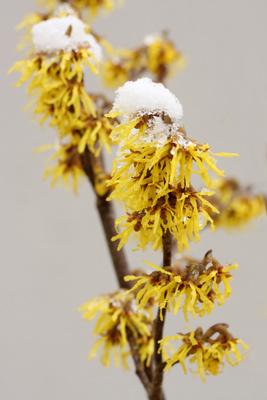 Verschneiter Frühling Verschneiter Frühling
