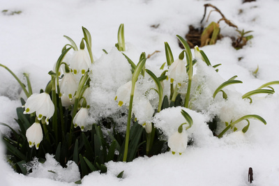 Frühling im Schnee Frühling im Schnee