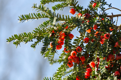 Taxus baccata 01