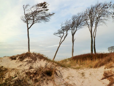 Windflüchter am Weststrand