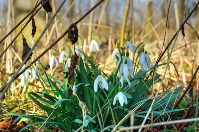 Der Frühling kommt...Blumen im März