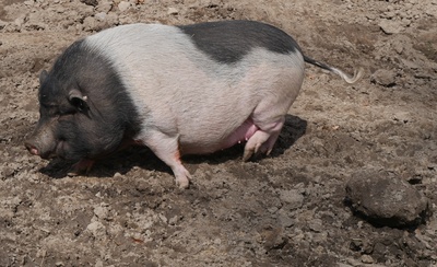 Hängebauchschwein