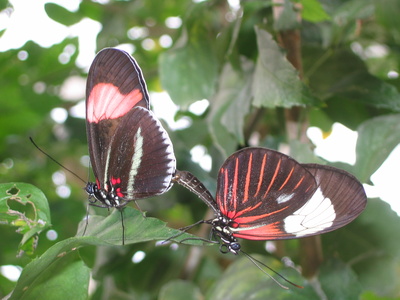 Schmetterlingspaarung