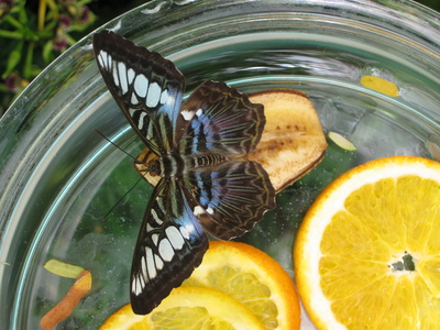 Schmetterling bei Nahrungsaufnahme