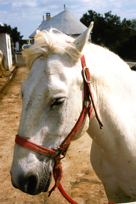 Porträt eines Camargue Pferdes
