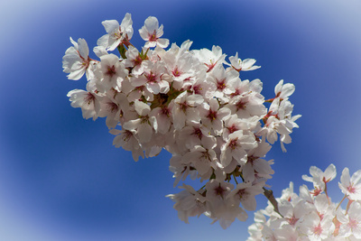 Es ist Frühling Es ist Frühling