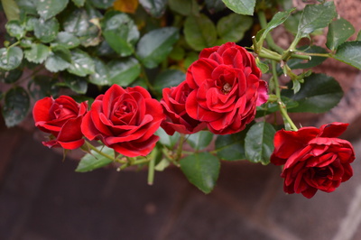 Rote Rosen am Rosenstrauch