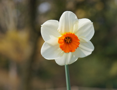 Frühling am Gardasee 2