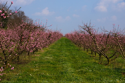 Mandelblüte 2