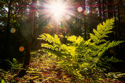Im Morgenlicht Im Morgenlicht