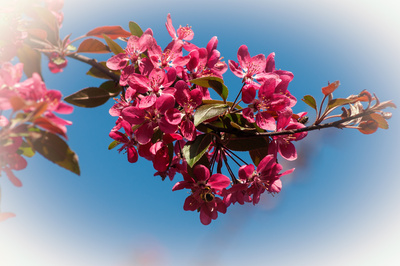 Rote Pracht Rote Pracht