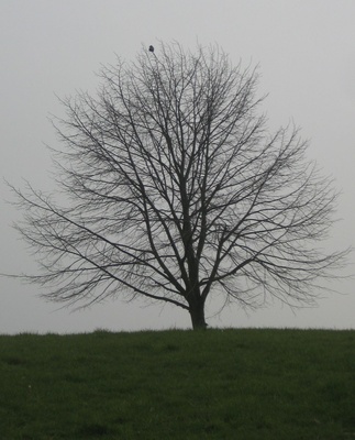 Eine Rabenkrähe im kahlen Baum