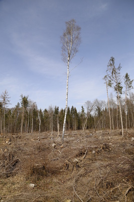 Ein Wald durch den Sturm zerstört