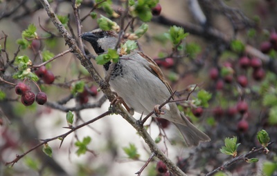 Sperling , Spatz