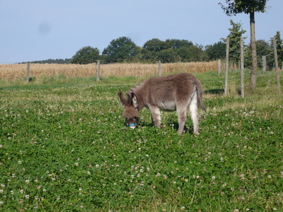Esel  im   Sauerland