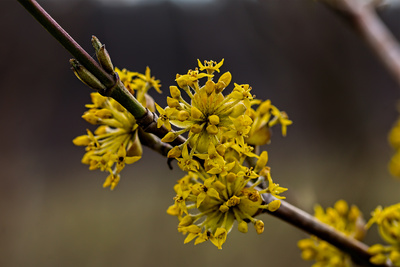 Erst die Blüten Erst die Blüten