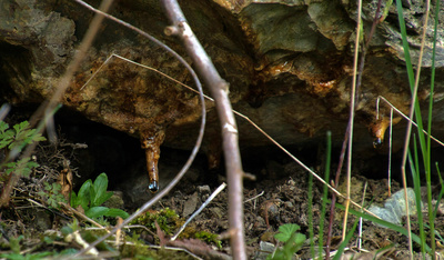 Tropfsteine am Hang des Eggegebirges