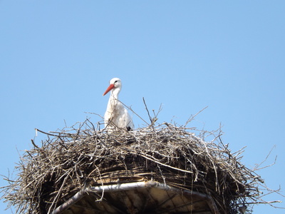 Ein Storch im Nest