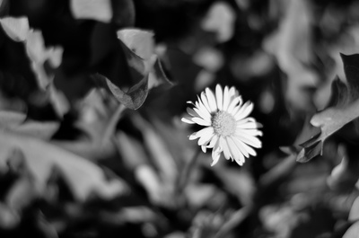 Gänseblümchen schwarz-weiß