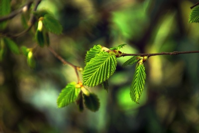 Blätter der Buchenhecke begrüßen den Frühling