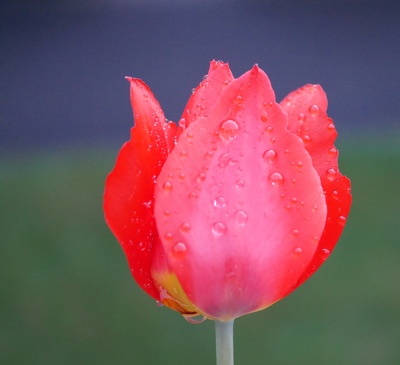 Rote Tulpe