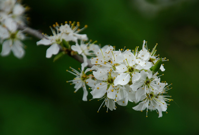 Blütenpracht im Frühling I