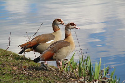 Gänse Eltern