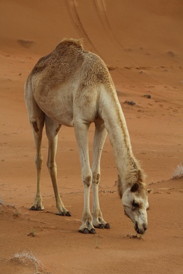 Oman - Kamel