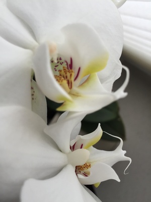 Eine Orchidee im Focus