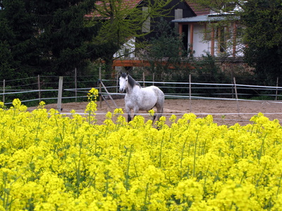 Pferd im Frühling