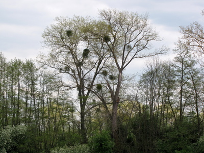 Misteln - Schmarotzer auf den Bäumen
