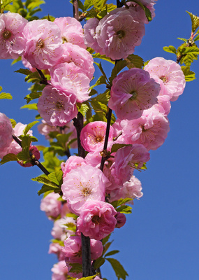 Zweig mit Mandelblüten