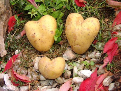 Herzkartoffeln