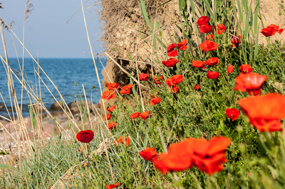 Rote Küste Rote Küste