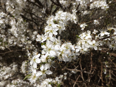 Blüten der Wildkirschen