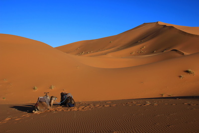 Wüstenschiffe in der Sahara