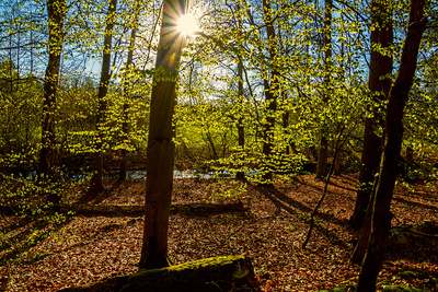Frühlingsmorgen Frühlingsmorgen