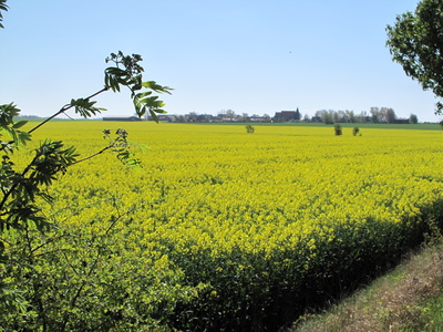 Blick übers Rapsfeld